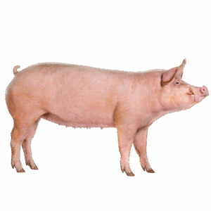 CERDO ENTERO (Mínimo 115 lb)